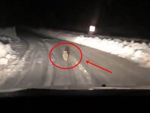 Taksicinin Yoldan Çıkmayan Tilki Takibi Gülümsetti