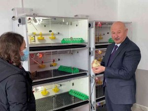 Damızlık Kazlardan Elde Edilen Yumurtalar Kuluçka Makinelerine Gönderilmeye Başladı