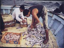 Rizeli balıkçılar umduklarını bulamadı
