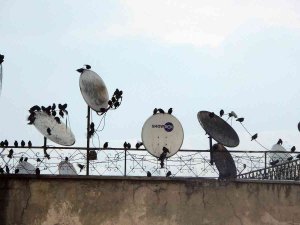Sığırcık Kuşları Çatılarda İlginç Görüntüler Oluşturdu