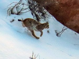 Ormandaki Hayalet Olarak Bilinen Vaşakların 3’ünü Aynı Yerde Fotoğraflamayı Başardı