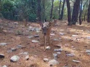Aydın’daki Yaban Hayatı Görüntülendi
