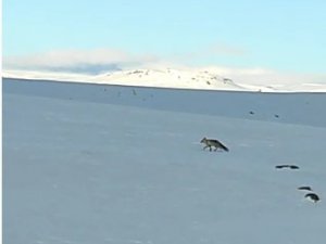 Karlıova’da Kar Üstünde Yiyecek Arayan Tilki Görüntülendi