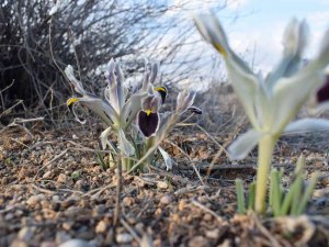 Malatya’da Nevruz Çiçekleri Açtı