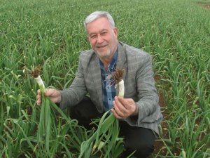 Araban Ovası’nda Yeşil Firik Sarımsak Hasadı Hazırlığı