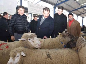 Koçlar Gönen’de Panayırda Boy Gösterdi