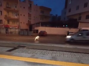 Aracın Çarptığı Pitbulldan Videosunu Çeken Vatandaşa ‘İyiyim’ Pozu