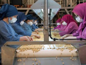 Fındıkta Kadın Emeği