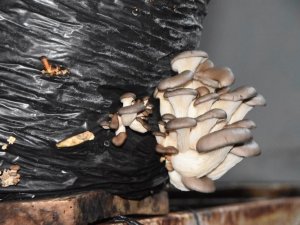 Okulun Çevresini Düzenlemesi Ve Onarması Şartıyla Mantar Üretimi Yapıyor