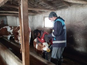 Pazarlar’da Büyükbaş Hayvanlara Şap Aşısı Yapılıyor