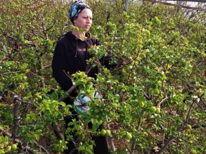 Kilosu 600 Tl... Turfanda Örtü Altı “Can Erik” Hasadı Başladı