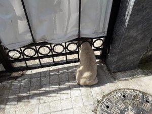 Kafası Demir Kapıya Sıkışan Yavru Köpek Kurtarıldı