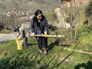 Giresun’da “Örnek Fındık Bahçesi” Projesi Devam Ediyor