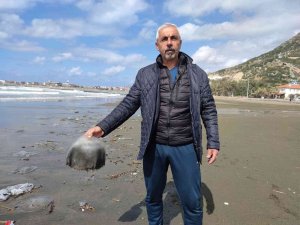 Hatay’da Yüzlerce Ölü Denizanası Sahile Vurdu