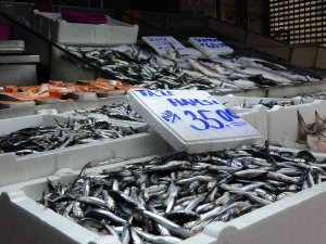 Balıkçıların Akaryakıt Endişesi