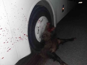 Otobüsün Çarptığı Domuz, Telef Oldu