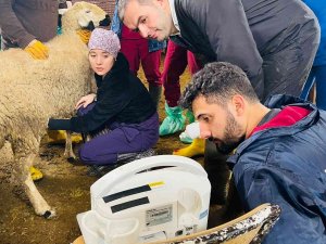 Veteriner Fakültesi Öğrencileri Çiftlik Uygulama Eğitimi Gerçekleştirdi