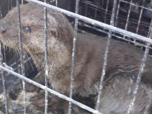 Sokak Köpeklerinin Yaraladığı Su Samuru Tedavi Edildi