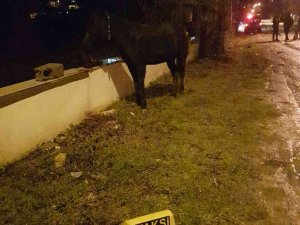 Türkeli’de Ticari Taksi, Yola Fırlayan Başıboş Ata Çarptı