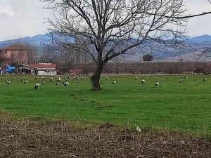 Baharın Müjdecisi Leylekler Hisarcık’a Erken Geldi