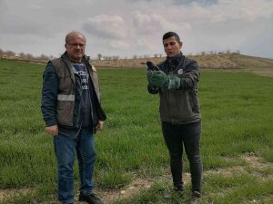 Siirt’te Yaralı Bulunan Kuzgun Tedavisinin Ardından Doğaya Salındı