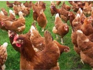 Köy Muhtarı Ekonomiye Katkı İçin 300 Yumurta Tavuğu Ve Besi Yemi Dağıttı