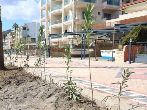 Marmaris Uzunyalı’yı Zakkumlar Süsleyecek