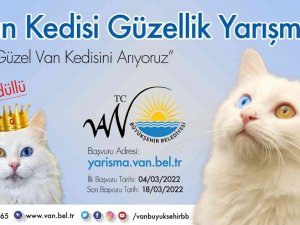 Van Kedisi Güzellik Yarışması
