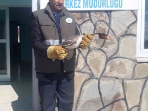 Yaralı Bahri Kuşu Tedavi Altına Alındı