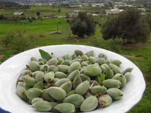 Mersin’de Yangın Bölgesinde Çağla Hasadı