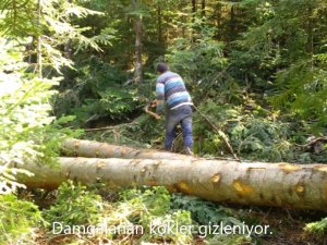 Kesilen Ağaçlara Sahte Damga Bastılar, Fotokapana Yakalandılar