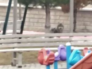 Yozgat’ta Kurt Oyun Parkına İndi