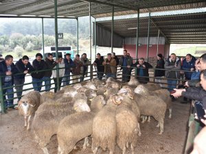 Üreticiye Damızlık Koç Desteği