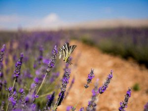 Elbistan’a Türkiye’nin En Büyük Lavanta Vadisi Kuruldu