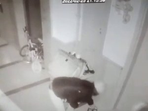 Ayakkabı Hırsızları Kameralara Yakalandı