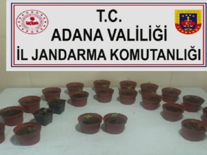 Kaçan Otomobilde 23 Saksı Kenevir Ele Geçirildi