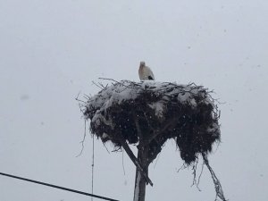 Çanakkale’ye İlk Gelen Leyleğin Başına Lapa Lapa Kar Yağdı