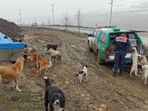 Jandarmadan Sokak Hayvanlarına Şefkat Eli