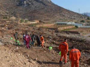 Aydıncık’ta Yanan Alanlara 70 Bin Keçiboynuzu Fidanı Dikildi