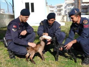 Oğlakları Jandarma Biberonla Besliyor