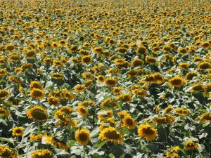 Domaniç, Yağlık Ayçiçeği Ekiminde Destekleme Kapsamına Alındı