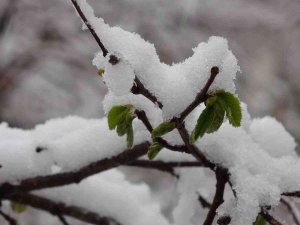 Soydan: “Şuan İçin Zirai Don Yok Ancak Risk Devam Ediyor”