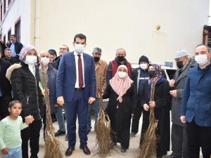 Ceviz Üretim Alanlarını 2 Katına Çıkaracak Projede Fidan Dağıtımları Tamamlandı