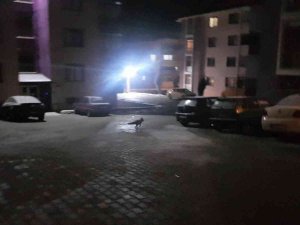 Site İçerisinde Yiyecek Arayan Tilkiyi Elleriyle Besledi
