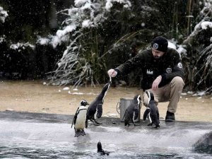 Bursa’da Kar Altında Penguenlerin Beslenme Saati
