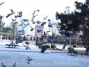Güneşin Doğmasıyla Beraber Güvercinler De Beslenme Telaşına Düştü