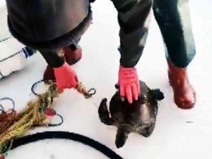 Ağlara Takılan Kaplumbağayı Tekrar Denize Bıraktı