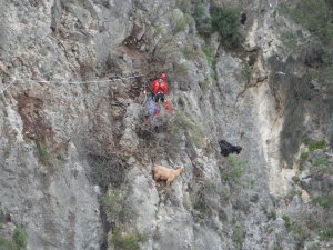 Kayalık Alanda Mahsur Kalan Keçileri Akut Kurtardı