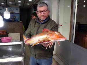 Nadir Bulunan Kırlangıç Balığı Ağlara Takıldı