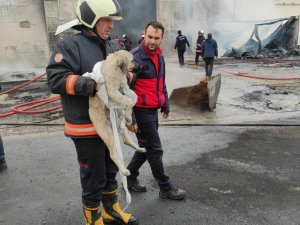 Şanlıurfa’daki Sünger Fabrikasında Büyük Yangın
